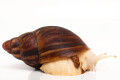 Archachatina marginata suturalis 1a albino body adult